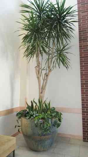 Rainbow tree(Dracaena angustifolia)