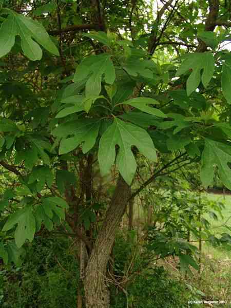 Common sassafras(Sassafras albidum)