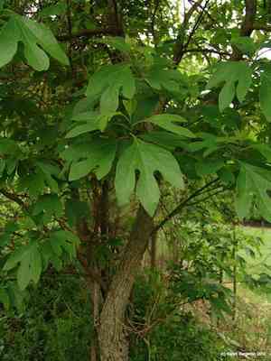 Common sassafras(Sassafras albidum)