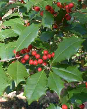 American holly(Ilex opaca)