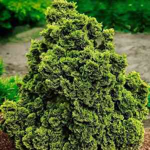 Hinoki cypress(Chamaecyparis obtusa)