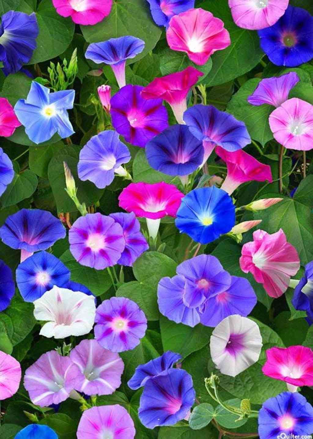 Common morning glory(Ipomoea purpurea)