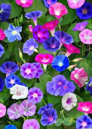 Common morning glory(Ipomoea purpurea)