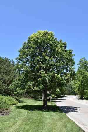 Bur oak(Quercus macrocarpa)