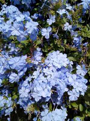 Cape leadwort(Plumbago auriculata)
