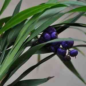 Flax lily(Dianella ensifolia)