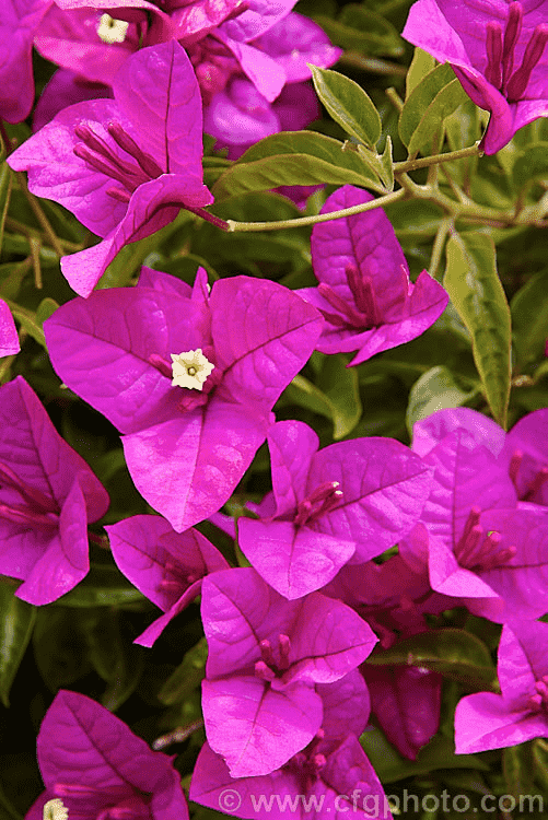 Paperflower(Bougainvillea glabra)
