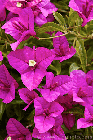 Paperflower(Bougainvillea glabra)