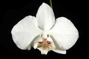 Aphrodite's phalaenopsis(Phalaenopsis aphrodite)