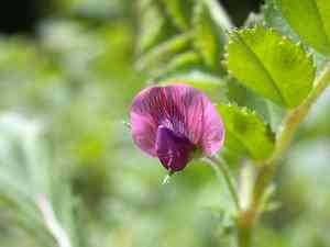 Chick Pea(Cicer arietinum)