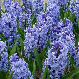 Common hyacinth(Hyacinthus orientalis)