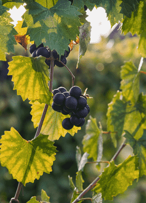 Muscadine(Vitis rotundifolia)