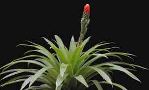 Guzmania monostachia(Guzmania monostachia)