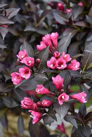 Old fashioned weigela(Weigela florida)