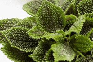 Friendship plant(Pilea involucrata)