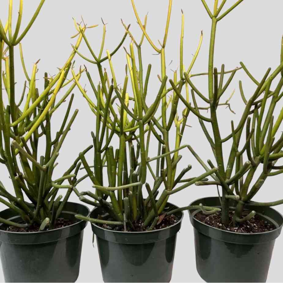 Pencil cactus(Euphorbia tirucalli)