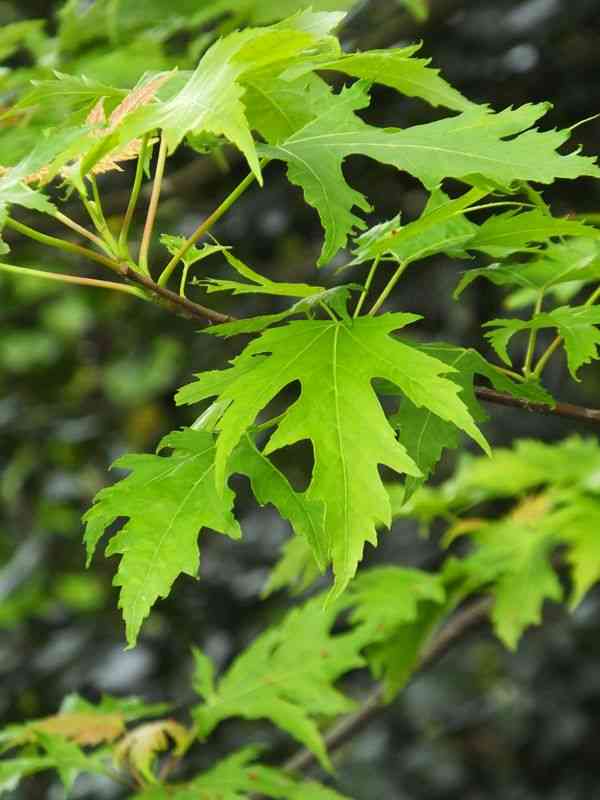 Silver maple(Acer saccharinum)