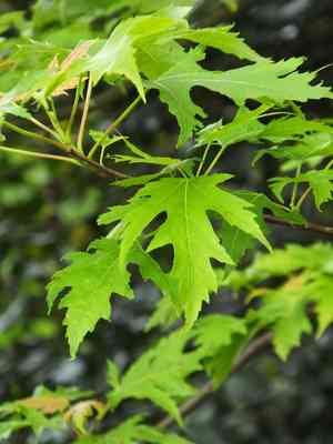 Silver maple(Acer saccharinum)