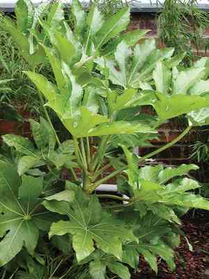 Paperplant(Fatsia japonica)