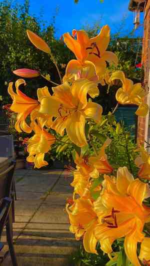 Orange lily(Lilium bulbiferum)