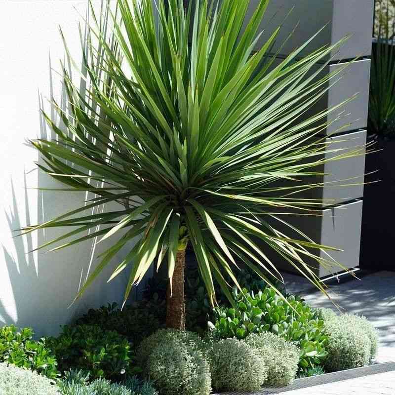 Cabbage tree(Cordyline australis)