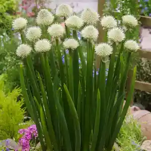 Welsh onion(Allium fistulosum)
