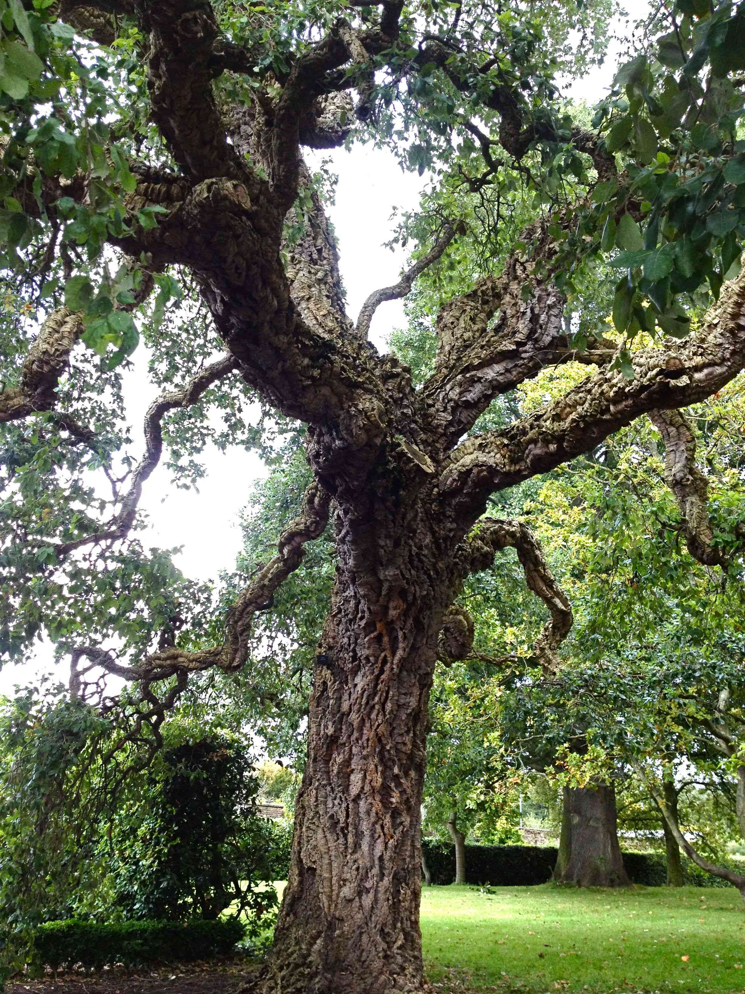 Cork oak(Quercus suber)
