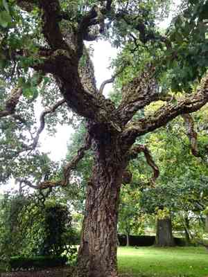 Cork oak(Quercus suber)