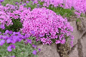 Creeping phlox(Phlox subulata)