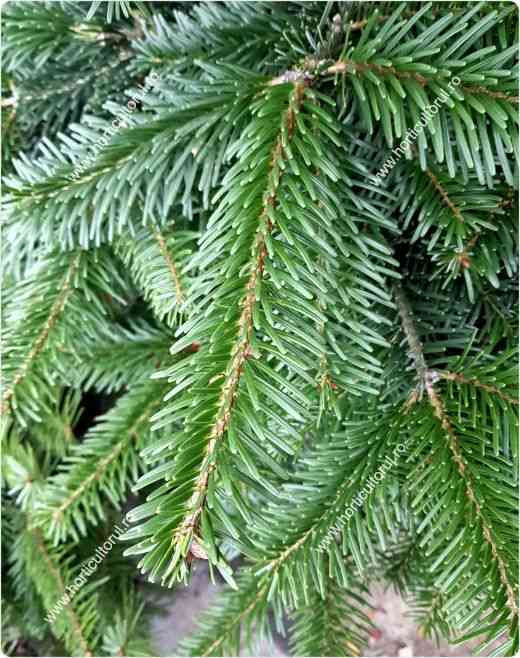Caucasian fir(Abies nordmanniana)