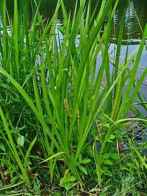 Sweet flag(Acorus calamus)
