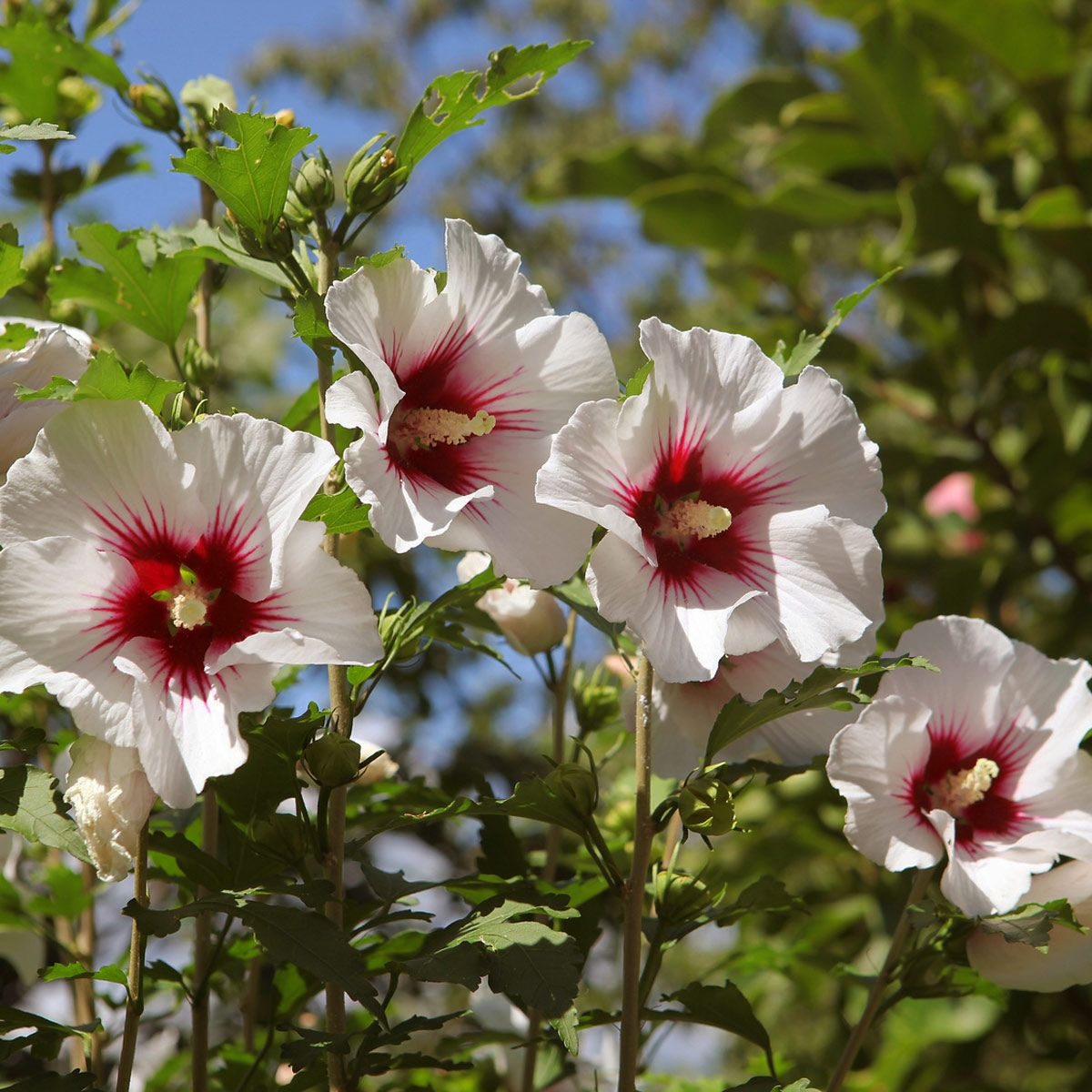 Rose of sharon(Hibiscus syriacus)