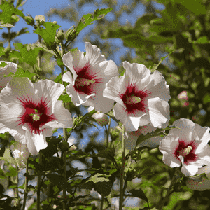 Rose of sharon(Hibiscus syriacus)
