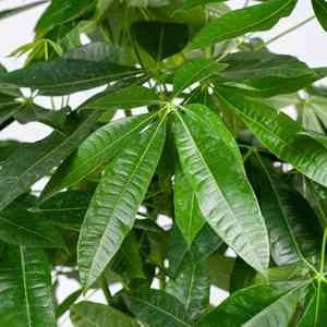 Money tree(Pachira aquatica)