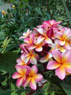 Red frangipani(Plumeria rubra)