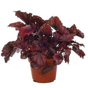 Painted-leaf begonia(Begonia rex)