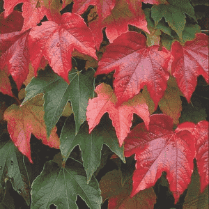 Boston ivy(Parthenocissus tricuspidata)