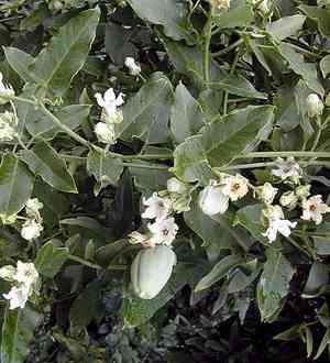 Araujia sericifera(Araujia sericifera)