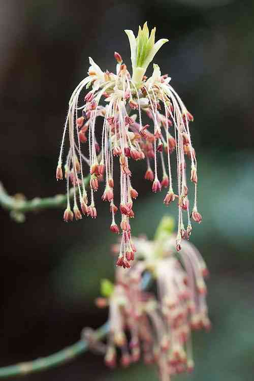 Box elder(Acer negundo)