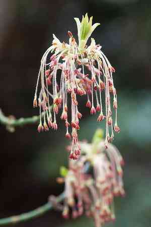 Box elder(Acer negundo)