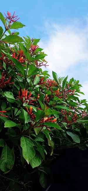 Firebush(Hamelia patens)