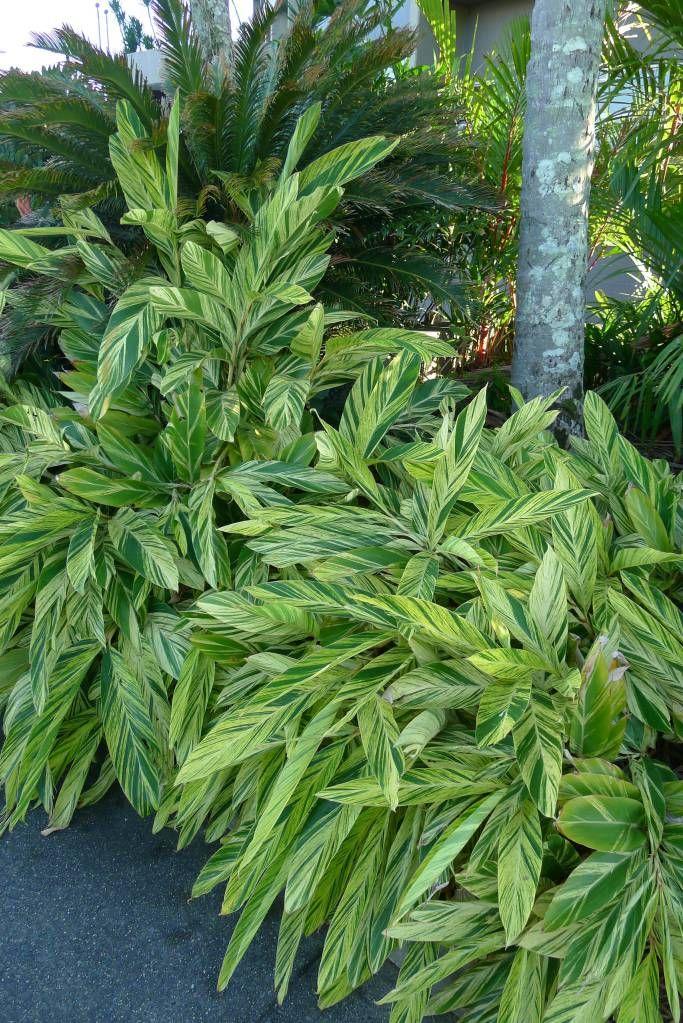Alpinia zerumbet