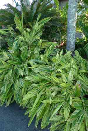 Alpinia zerumbet(Alpinia zerumbet)