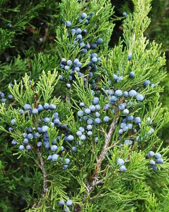 Eastern red cedar(Juniperus virginiana)