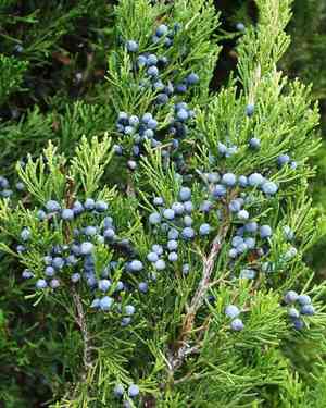 Eastern red cedar(Juniperus virginiana)