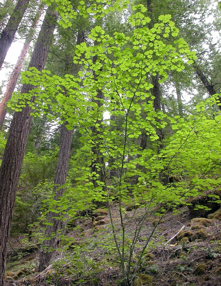 Vine maple