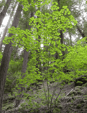 Vine maple(Acer circinatum)
