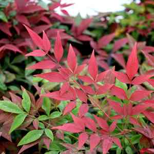 Heavenly bamboo(Nandina domestica)