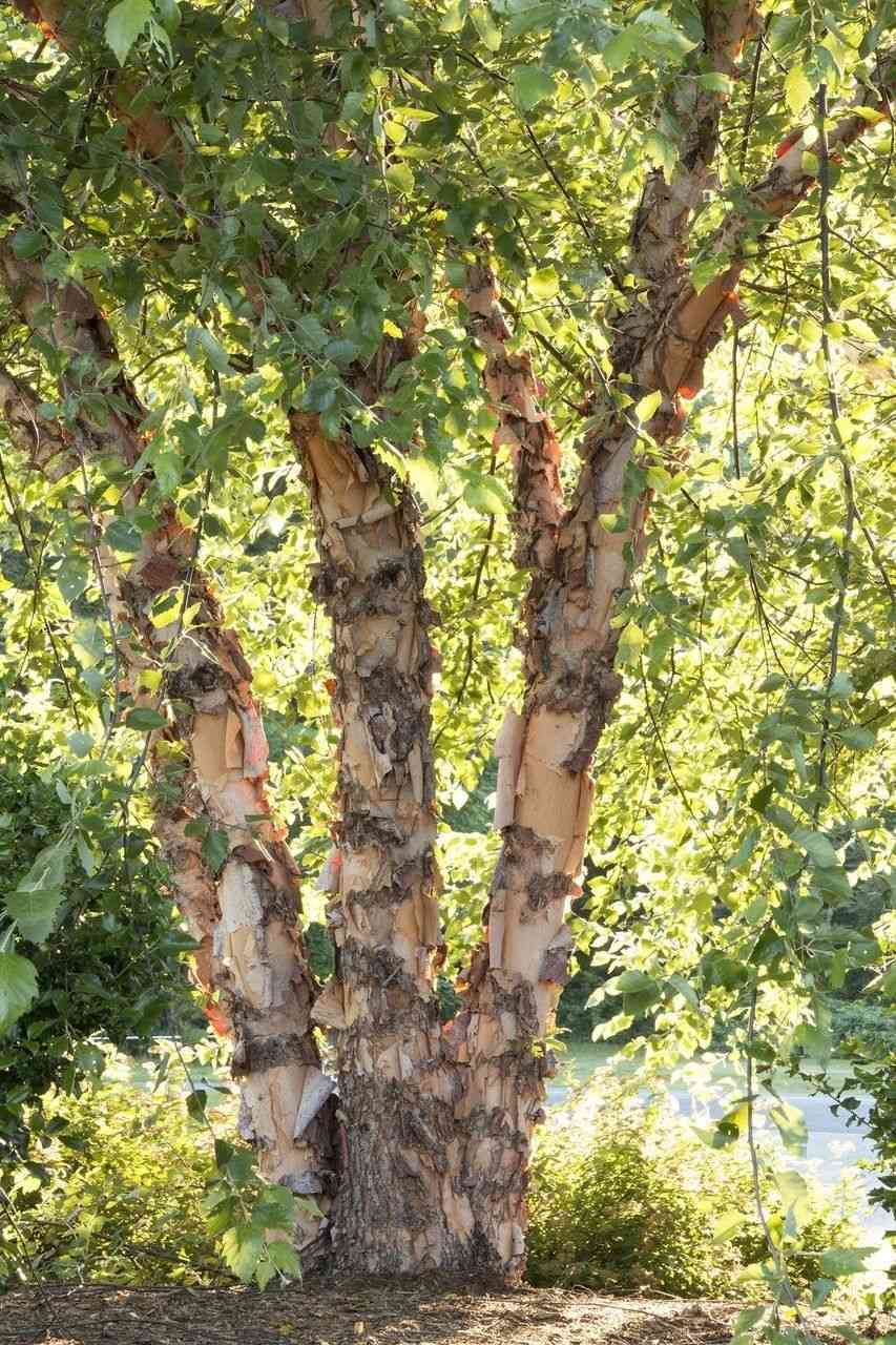 River birch(Betula nigra)