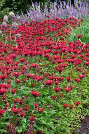 Scarlet beebalm(Monarda didyma)